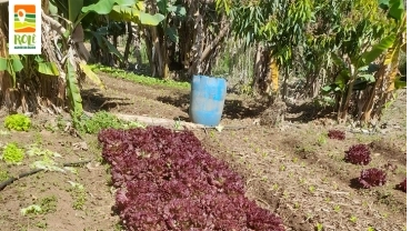 Horta Coletiva Mandala - Rosa Luchenburgue (+) Horta da Nice - RC-UPUP-0017-0007