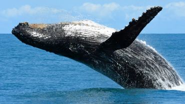 Avistamento de Cetaceos - Baleias e Golfinhos