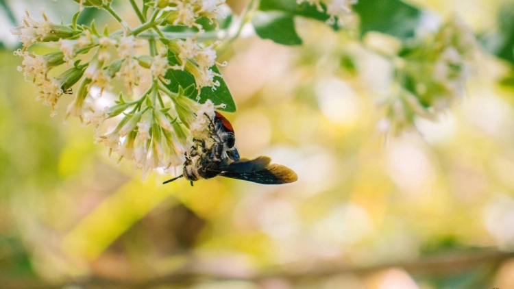 Bioparque e Serra Negra
