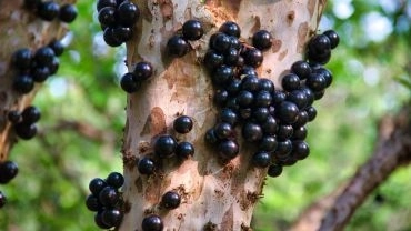 Casa Branca: Terra da Jabuticaba