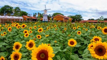 Festa das Flores e Morangos de Holambra e Atibaia