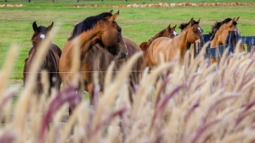 CONEXÃO COM CAVALOS NA VINÍCOLA TERROIR PANTANAL