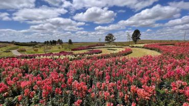 Mátria Parque das Flores e São Chico