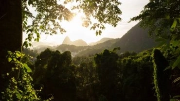 Floresta da Tijuca