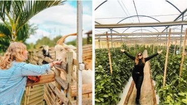 Turismo Rural em Paty do Alferes - 15 de novembro de 2025 (sábado)