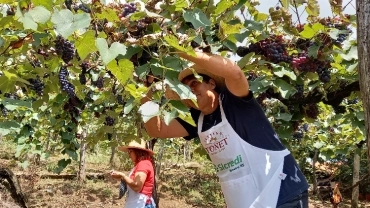 Pacote Uva Isabel Festa da Uva (04 dias e 03 noites) 