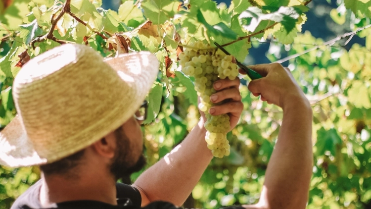 Lan&ccedil;amento 2026:  Rota dos Vinhos Singular 