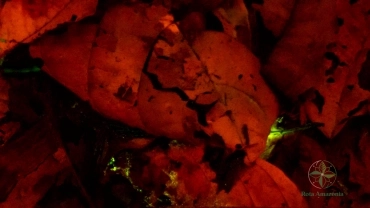 Micoturismo noturno - Bioluminescência da floresta