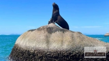 Passeio Ecol&oacute;gico Para Ilha Do Macuco E Praia Do Ca&ccedil;&atilde;o