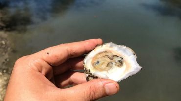 Vou comtú para os Mangues do Cumbe