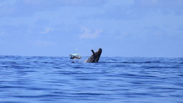 Observação de Baleias Jubarte (Whalewatching)