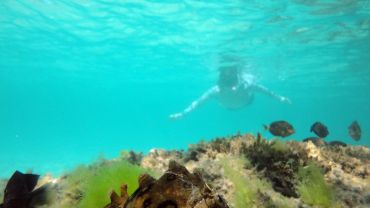 Mergulho guiado nas Piscinas Naturais do Tassimirim