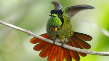 Observação de aves na Chapada Diamantina