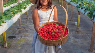 Festival do Chocolate com morango - Nova Friburgo