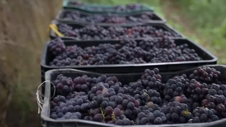 Bate e Volta - Rota das Uvas (Natuba PB)