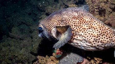 Night Diver Padi (Mergulho noturno)