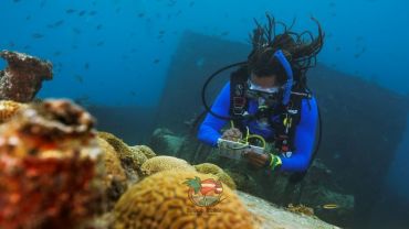 AWARE - Coral Reef Conservation Diver Padi (Conservação de Corais)