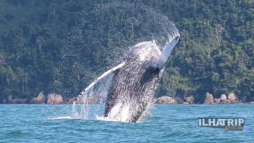 Avistamento de Baleias