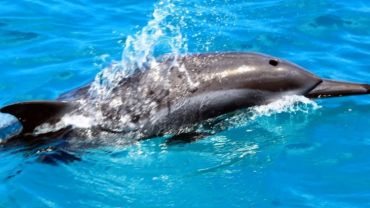 Saída de Fernando de Noronha | Passeio de Barco