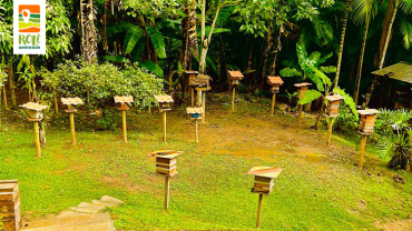 Meliponário Mondury | Parelheiros | RP-UPCR-0010