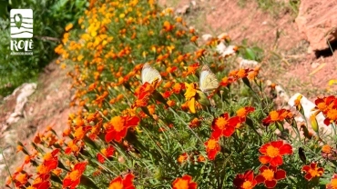 Horta Cores e Sabores | Capão Redondo