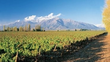 VIN&Iacute;COLA CONCHA E TORO TRADICIONAL + DESGUSTA&Ccedil;&Atilde;O