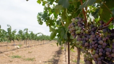 VIN&Iacute;COLA UNDURRAGA + DEGUSTA&Ccedil;&Atilde;O