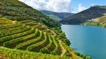 Vinhedos na Serra Catarinense 