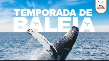Passeio Coletivo de Avistamento de Baleias