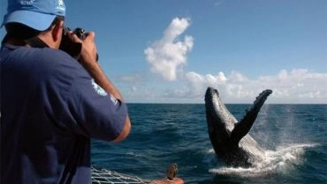 Encontro Inesquecível com as Baleias Jubarte