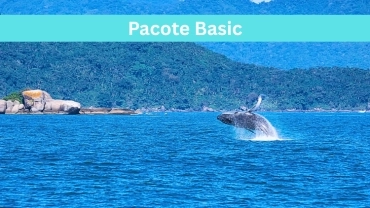 Avistamento de Baleias em Ilhabela (Basic)