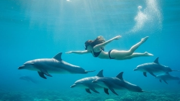Dolphin Explorer