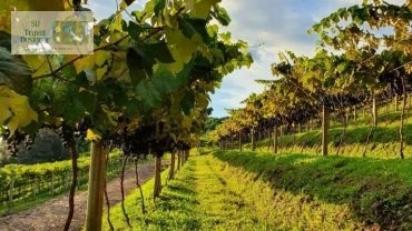 Arroio Trinta - SC - Vindima  - Colheita da Uva + Fraiburgo + Pinheiro Preto - Parceria Su Travel Designer e Kirra Travel 