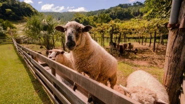Tour Rural Linha Bella