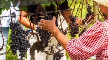 EXPERI&Ecirc;NCIA VINDIMA 2026 - VINICOLA THERA