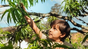 Colhe e Pague de Pêssegos  - roteiro plus