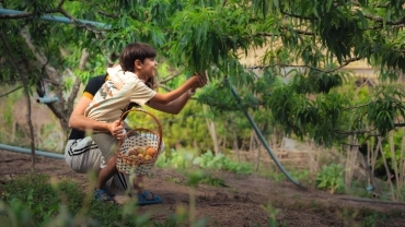 Colhe e Pague de Pêssegos  - roteiro pocket