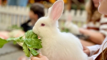 Interação com Coelhos em Domingos Martins