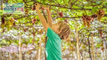 Passeio da Colheita da Uva