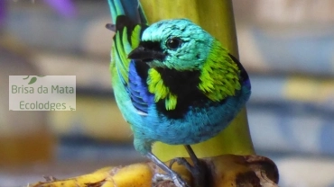 Acorde com o Canto dos P&aacute;ssaros &ndash; Estadia no Brisa da Mata Ecolodges