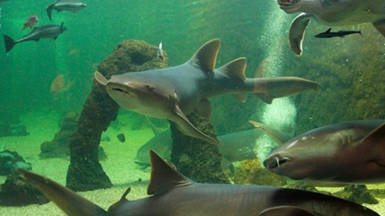 Salesiano S&atilde;o Jos&eacute; - Aqu&aacute;rio - 1&ordm; ano - 21/08/2026