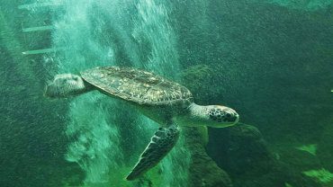 Entrada no Aqu&aacute;rio Natal