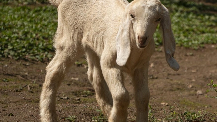 Fazendinha Cheiro de Mato