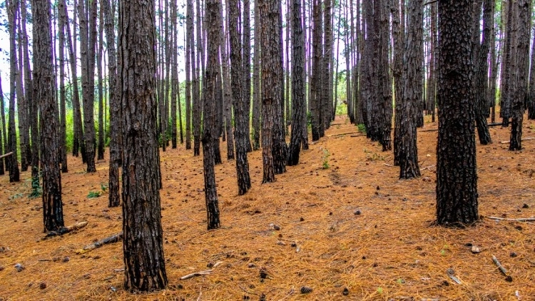 Rio Acima: Cachoeira do Mingu e Vale dos Pinheiros (N&iacute;vel F&aacute;cil)