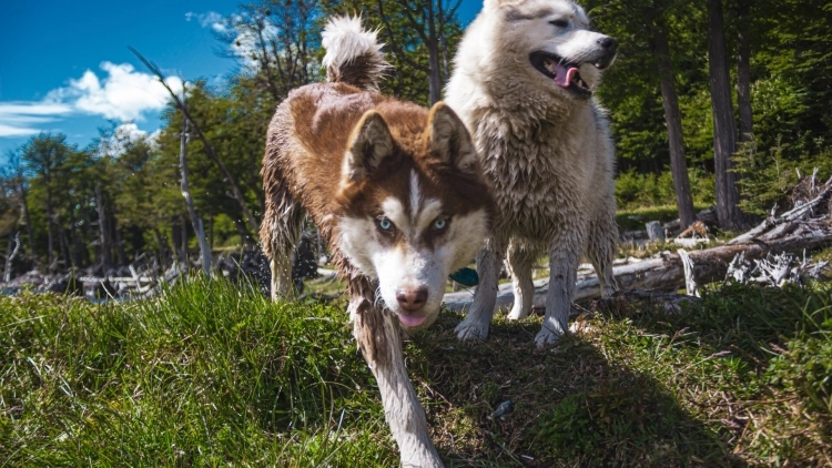  Experi&ecirc;ncia Husky - Ver&atilde;o