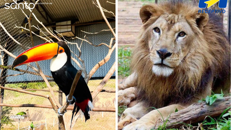 Passeio Animal - Parque das Aves e Zoo Park - Privativo