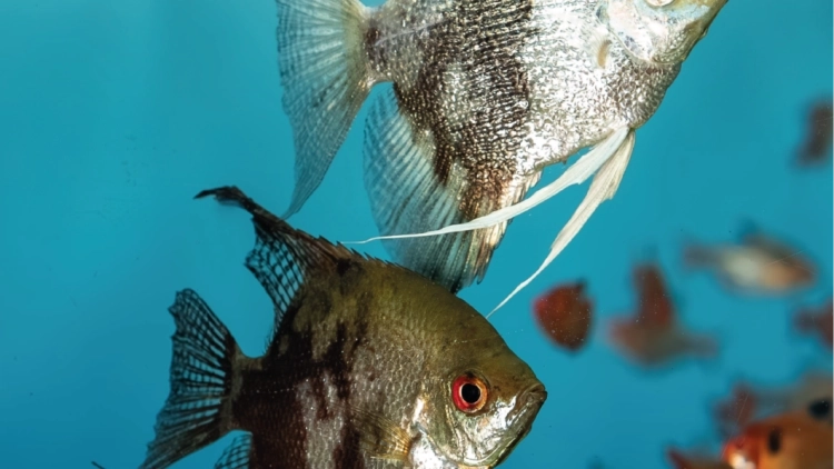 Oceanic aquariun