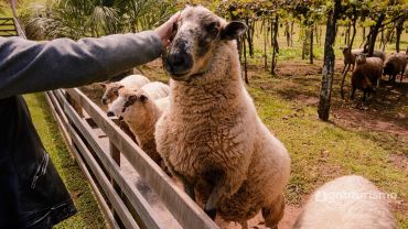 Tour Rural Linha Bella com Almo&ccedil;o Italiano - Coletivo