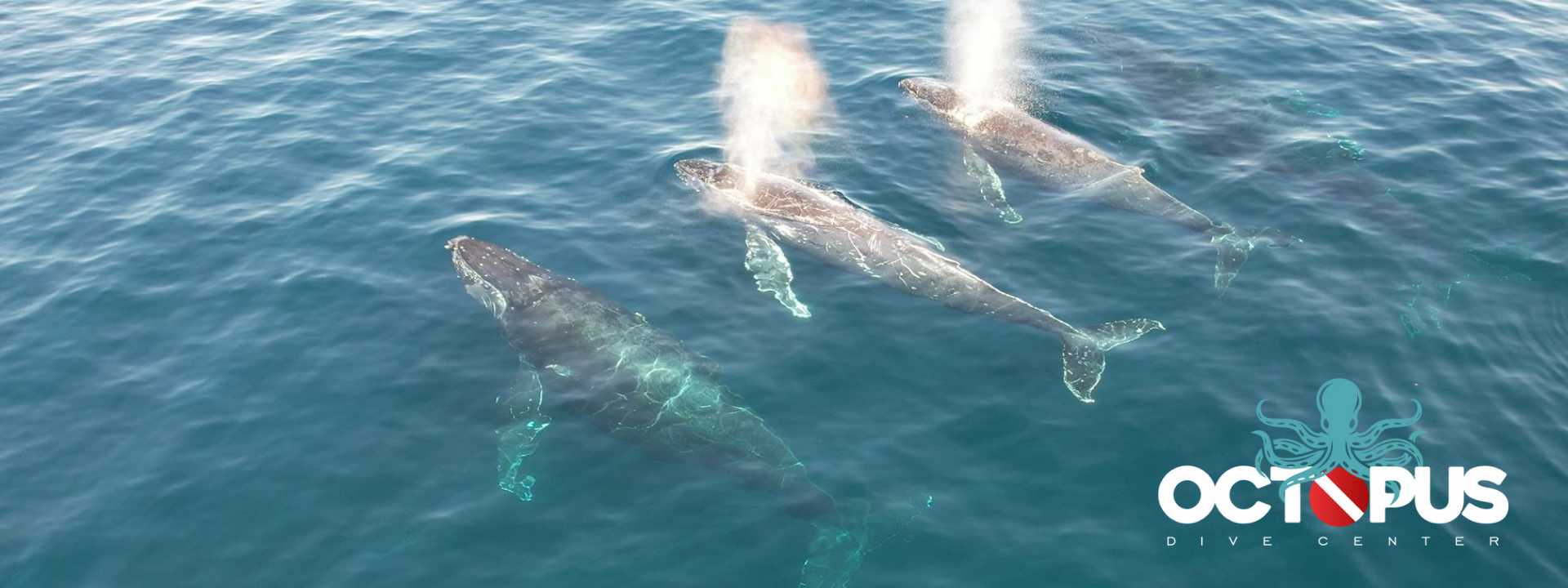 Octopus Dive Brasil a sua escola de mergulho com passeios de barcos